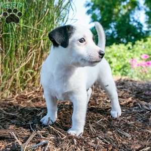 Jordan, Jack-A-Ranian Puppy